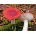 Мицелий Сыроежки жгучеедкой / Сыроежка жгучая  (Russula emetica)